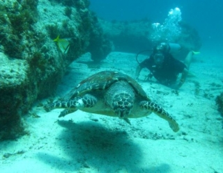  Plonger avec une tortue 